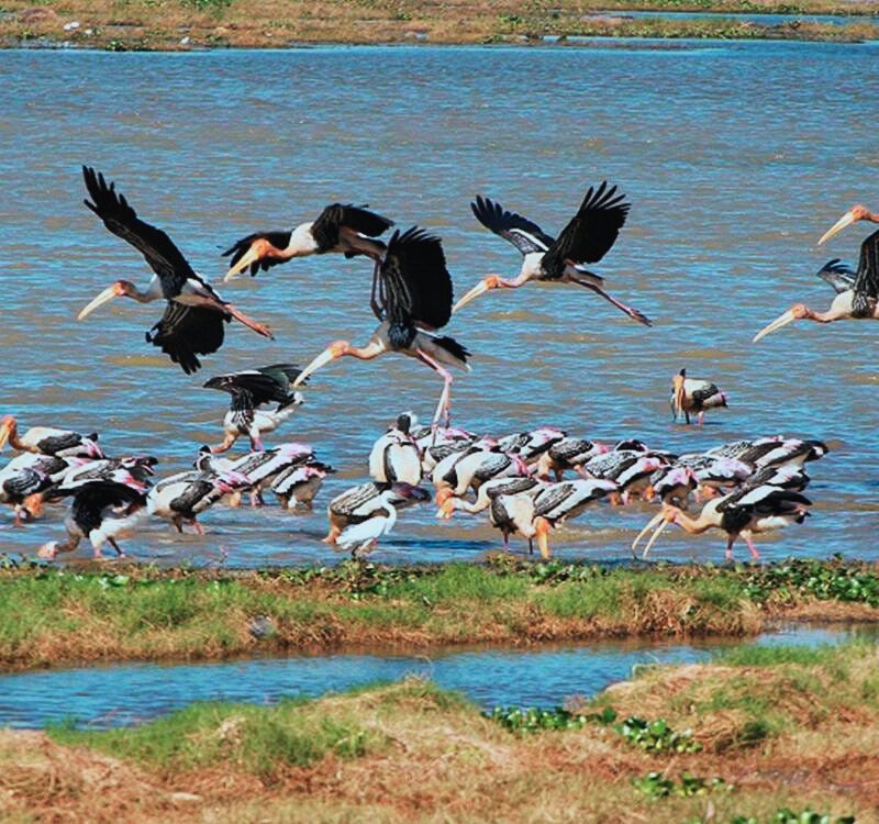 Kokkilai Bird Sanctuary