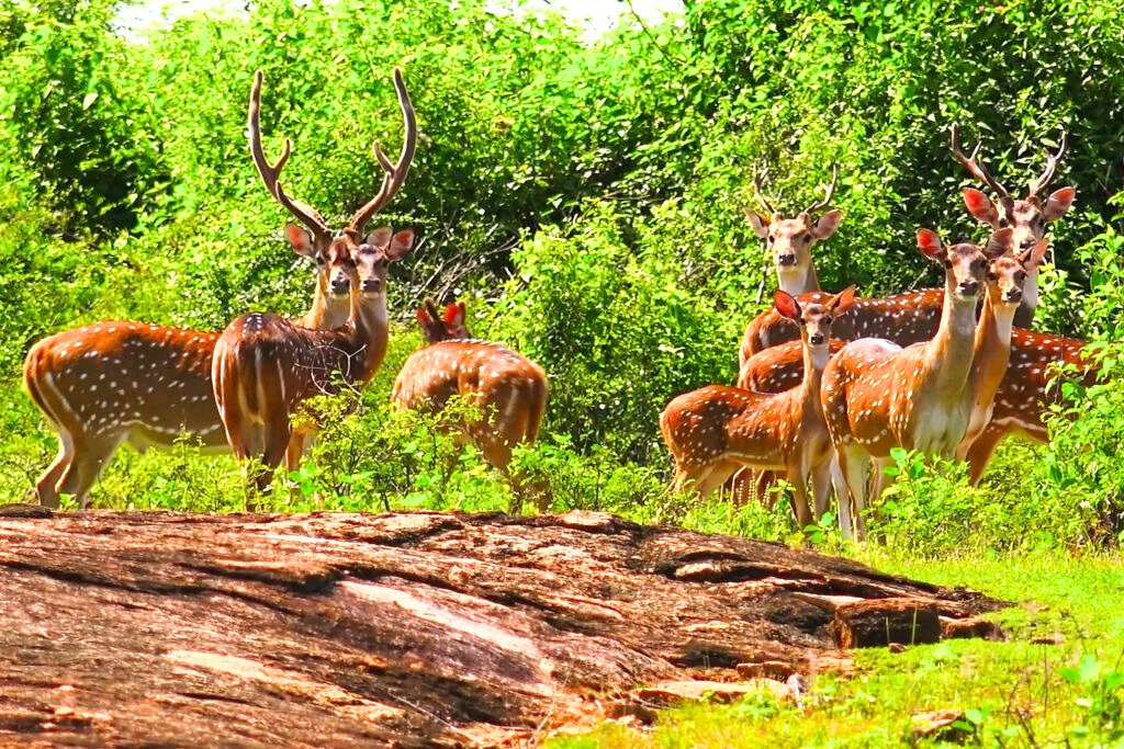 Udawalawe National Park