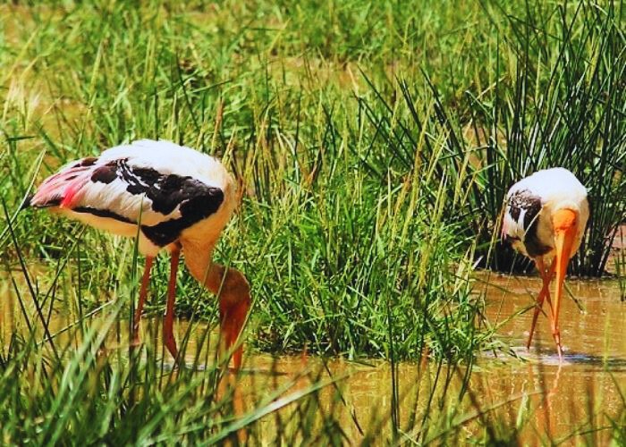 Weerawila Bird Sanctuary