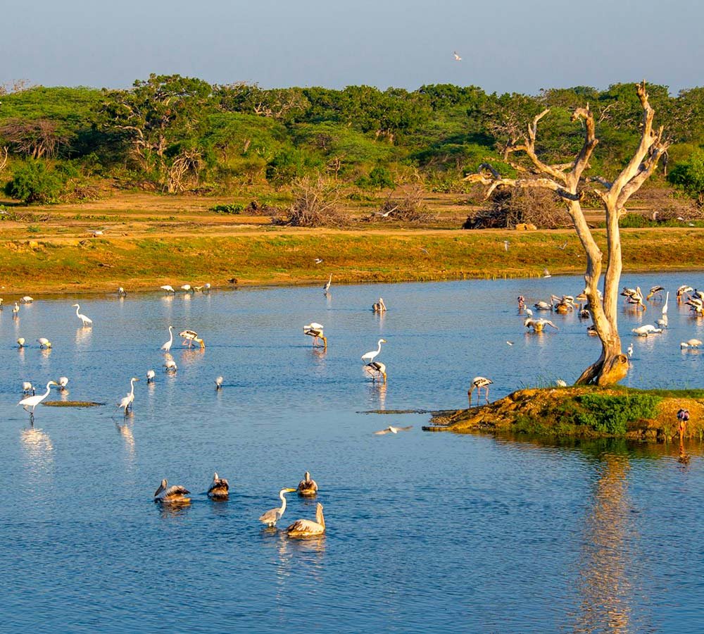 Bundala Sanctuary