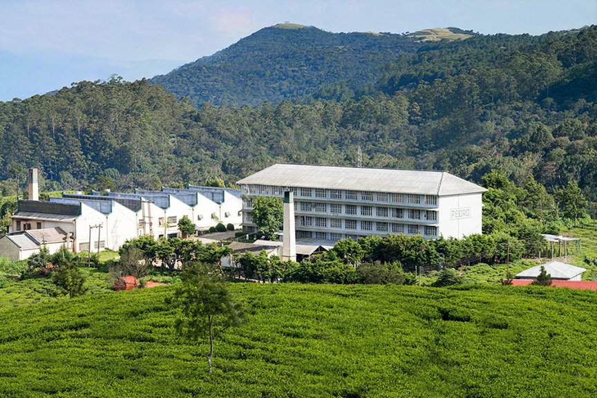 Pedro Tea Estate