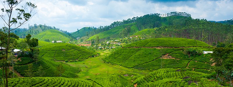 Tea Plantations