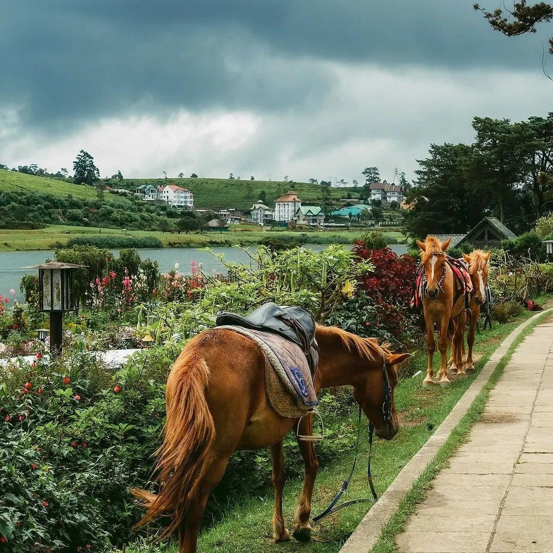 Nuwara Eliya